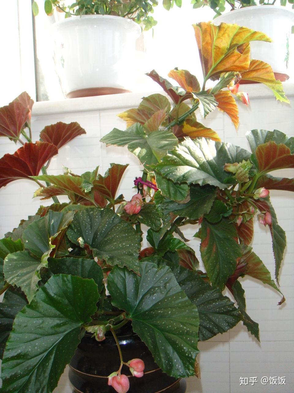 请教一下大神海棠花的叶子为什么会有水渍印并水渍印处会慢慢干枯如何