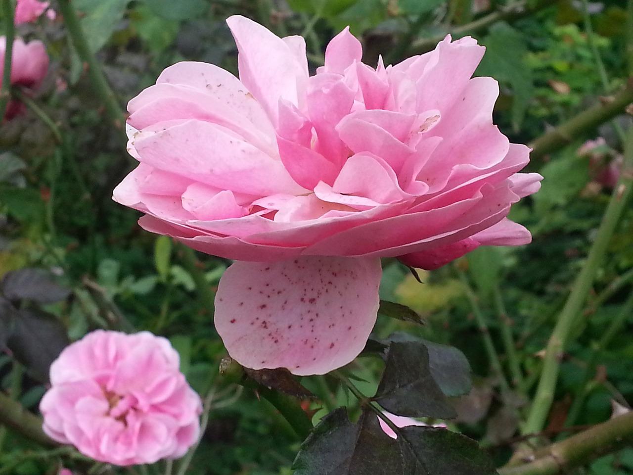 59朵玫瑰花代表什么