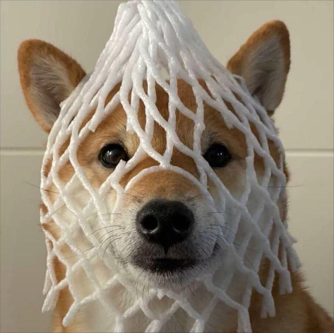 有哪些有关狗狗的微信头像?