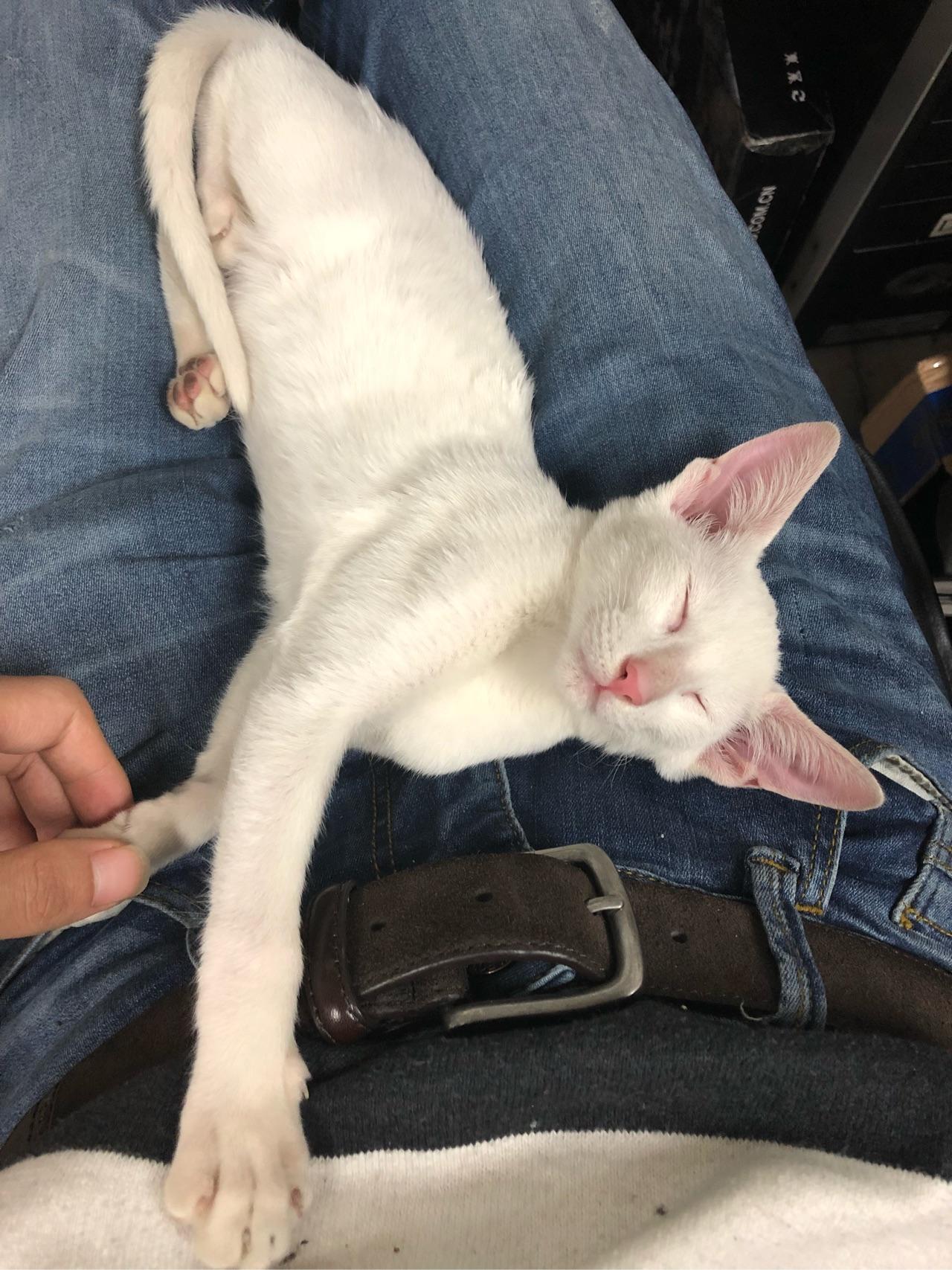 养东短(东方短毛猫)是什么体验? - 知乎