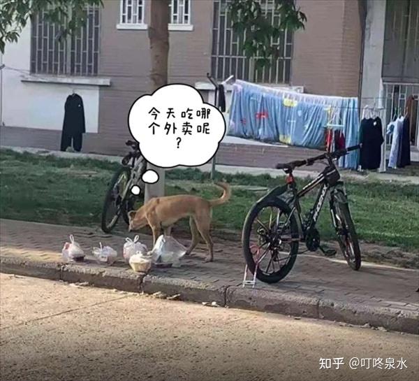 流浪狗偷学生外卖吃 这是咋情况? - 知乎