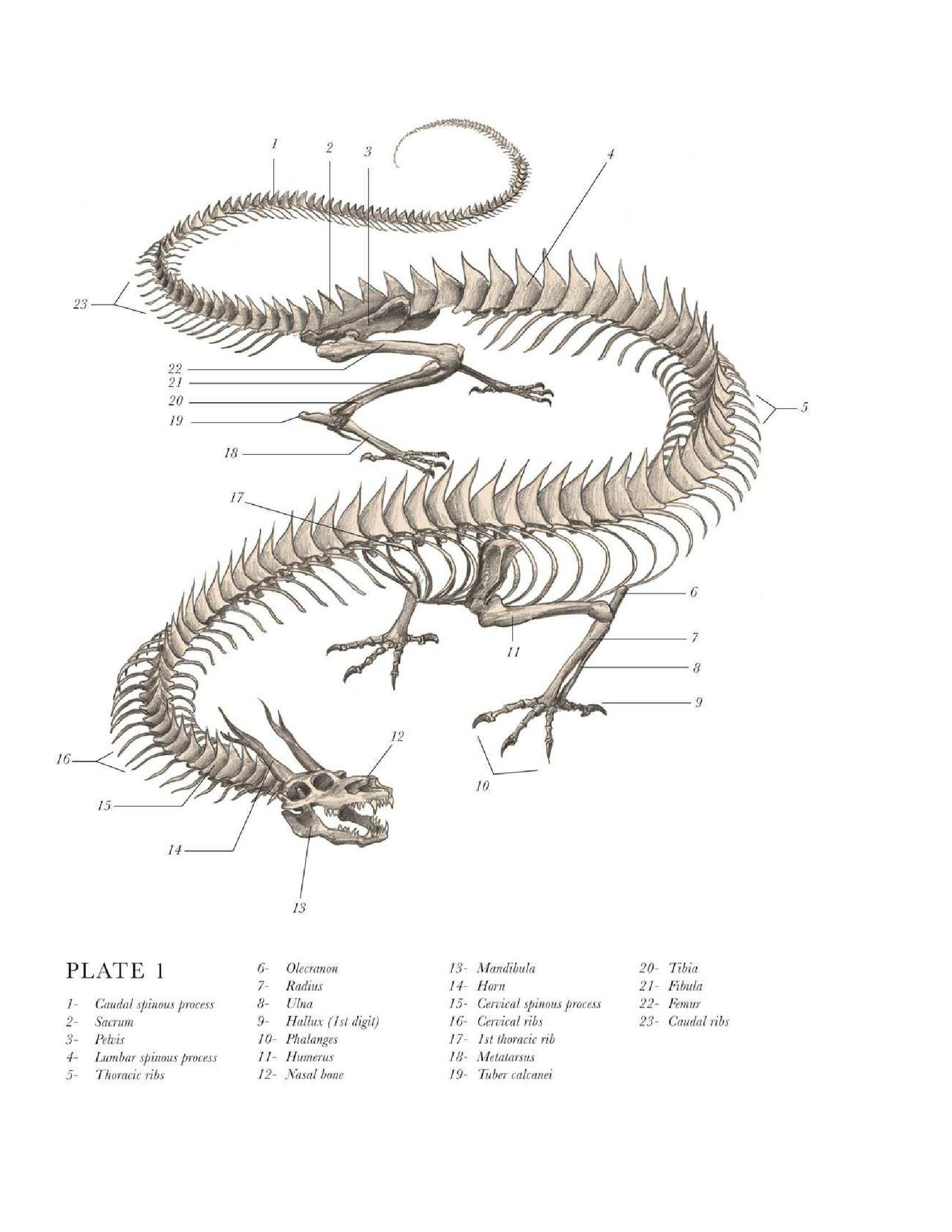 龙的生理结构是什么样的? - 知乎