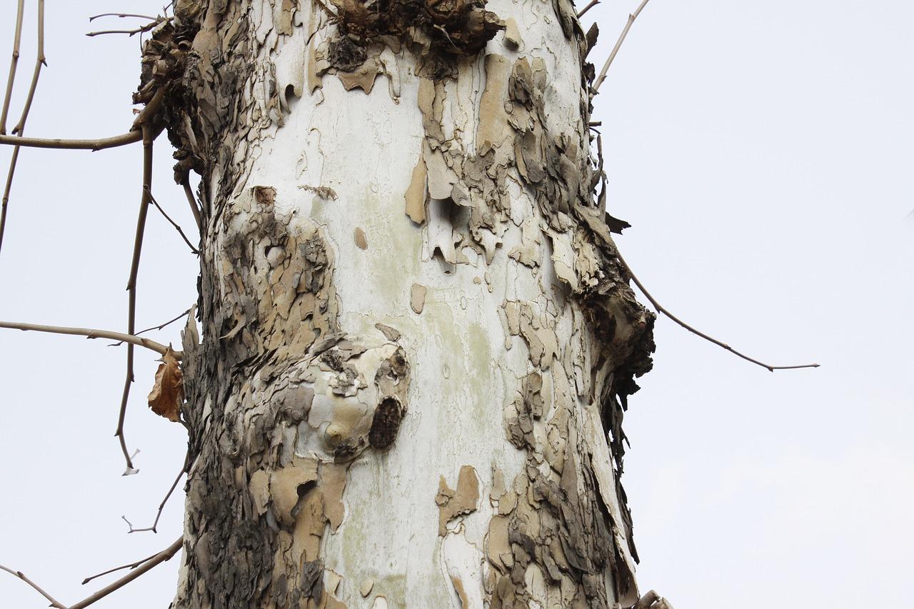如何使木材加弯