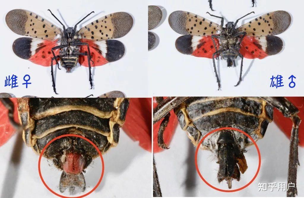 这是什么蜘蛛红底黑纹白点