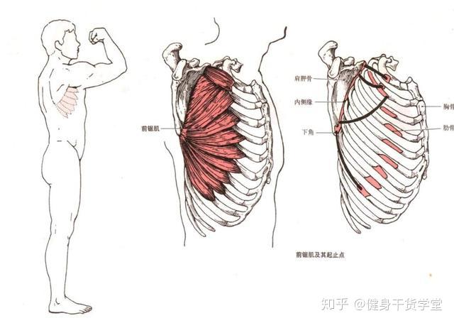 【干货】每天分享一块肌肉——前锯肌 - 知乎