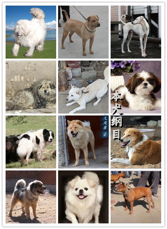 本犬纲目(中国本土狗品种大全) - 知乎