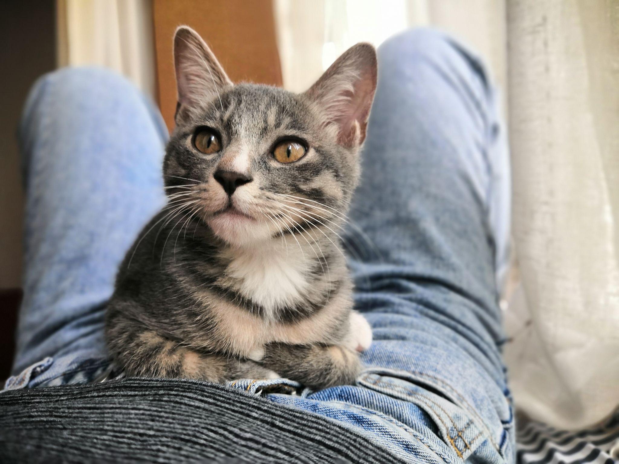 灰色狸花猫罕见吗? - 知乎