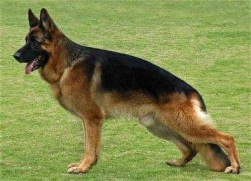 狗狗前腿有点瘸吃啥药