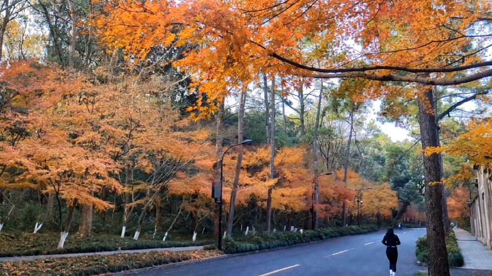 20221217杭州灵隐枫叶红了 - 知乎