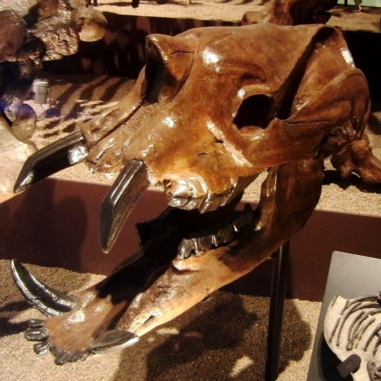 恳请专业人士介绍一下闪兽轮齿兽焦兽这几种古生物的化石考古发现以及