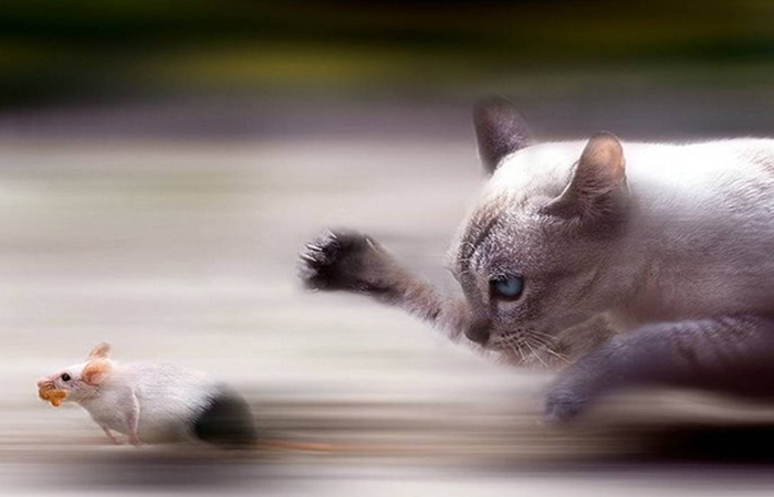 家里的大猫追着新来的小猫打怎么办？、怎么让两只猫咪友好地快速熟悉？ - 知乎
