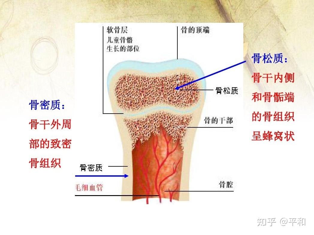 正常人体解剖学骨密质和骨松质有什么区别吗不理解这2种物质来个懂的