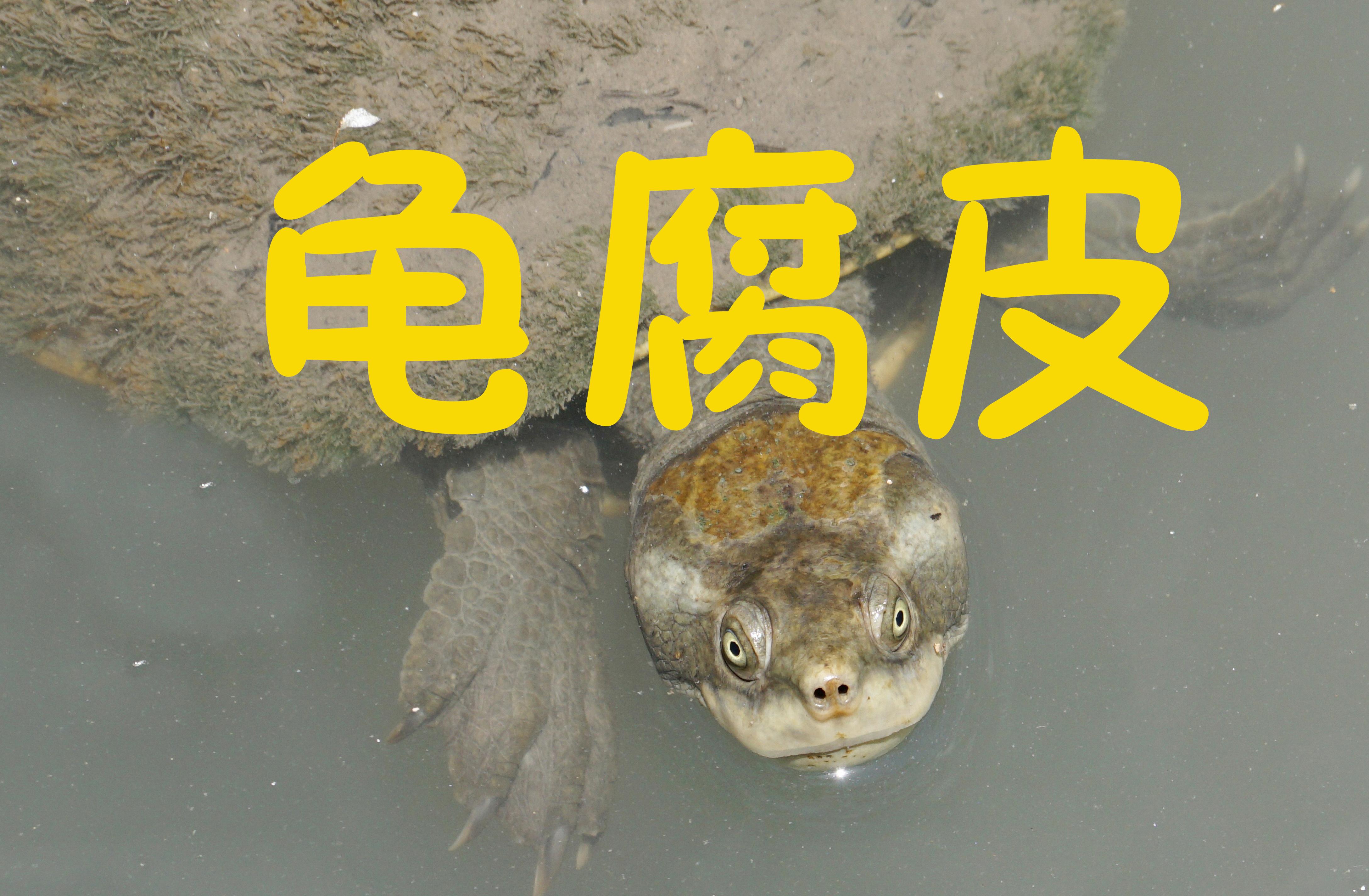 龟腐皮怎么办？多年养殖实战经验 - 知乎