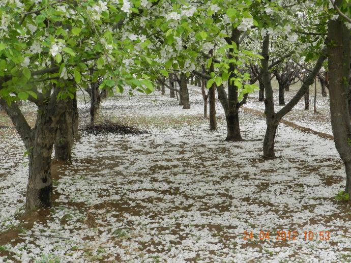 满江红 残春花如雪