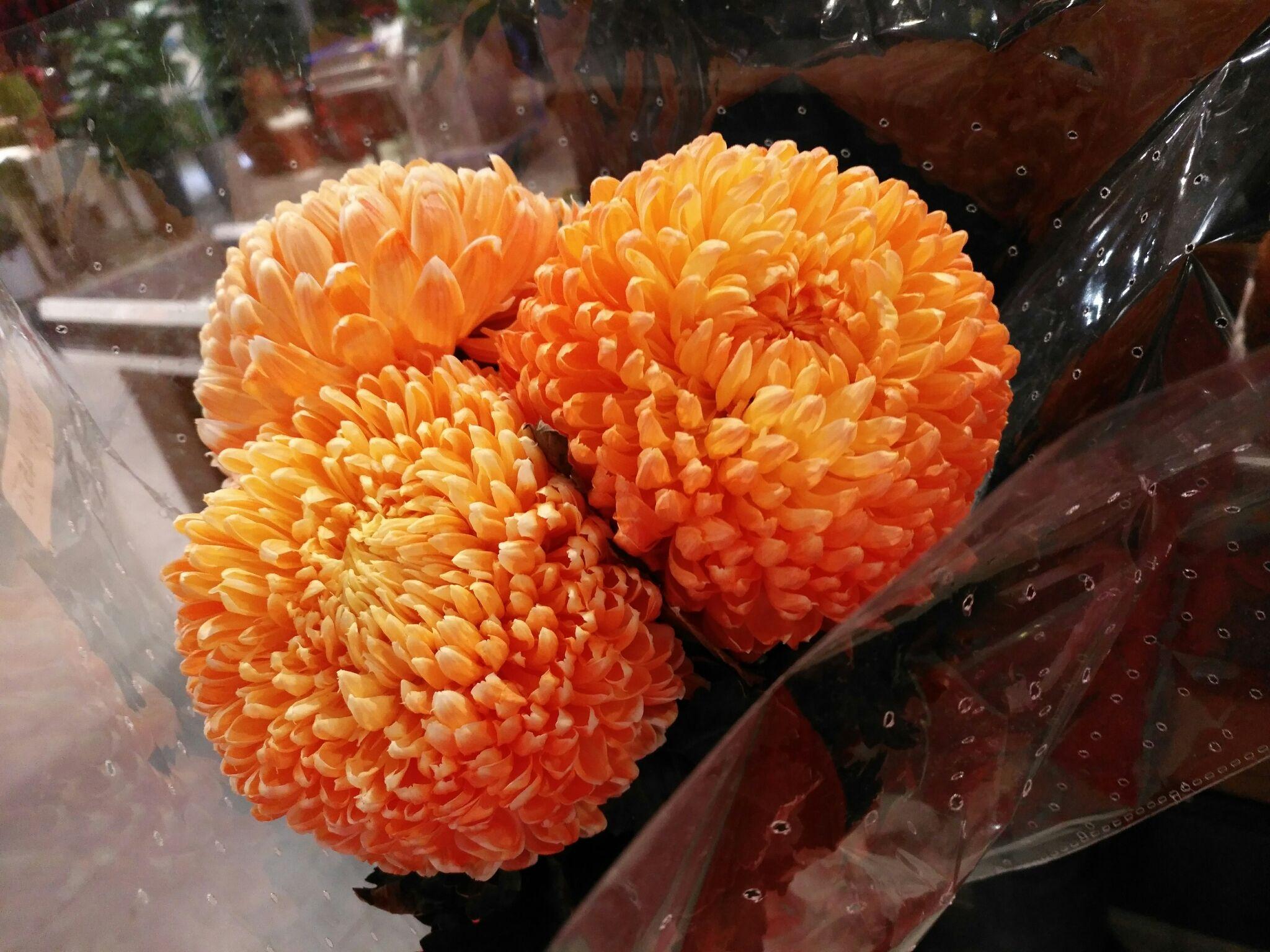 球状的菊花叫什么名字? - 知乎