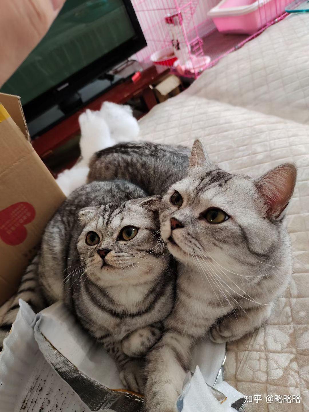 银渐层配蓝猫