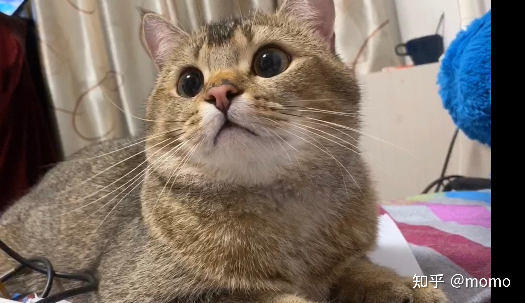 英短黑金渐层大家有了解吗