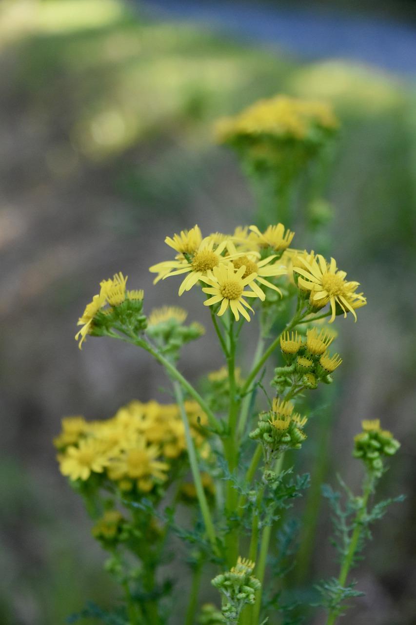 野菊花是什么样子的