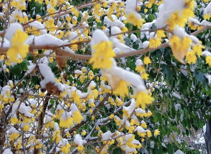 踏雪寻梅,腊梅花开 - 知乎