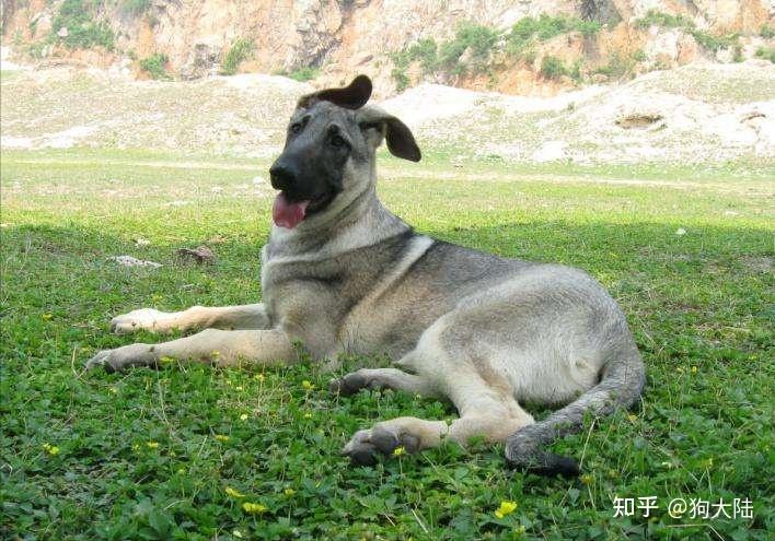 狼青犬有这些优点,怪不得养过的人,都不想换狗了! - 知乎