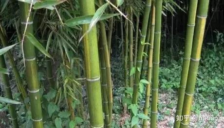 竹类植物识别图鉴(超全),值得珍藏! - 知乎