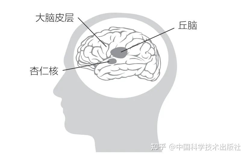 《重塑杏仁核》：从脑科学的角度做好情绪管理 - 知乎