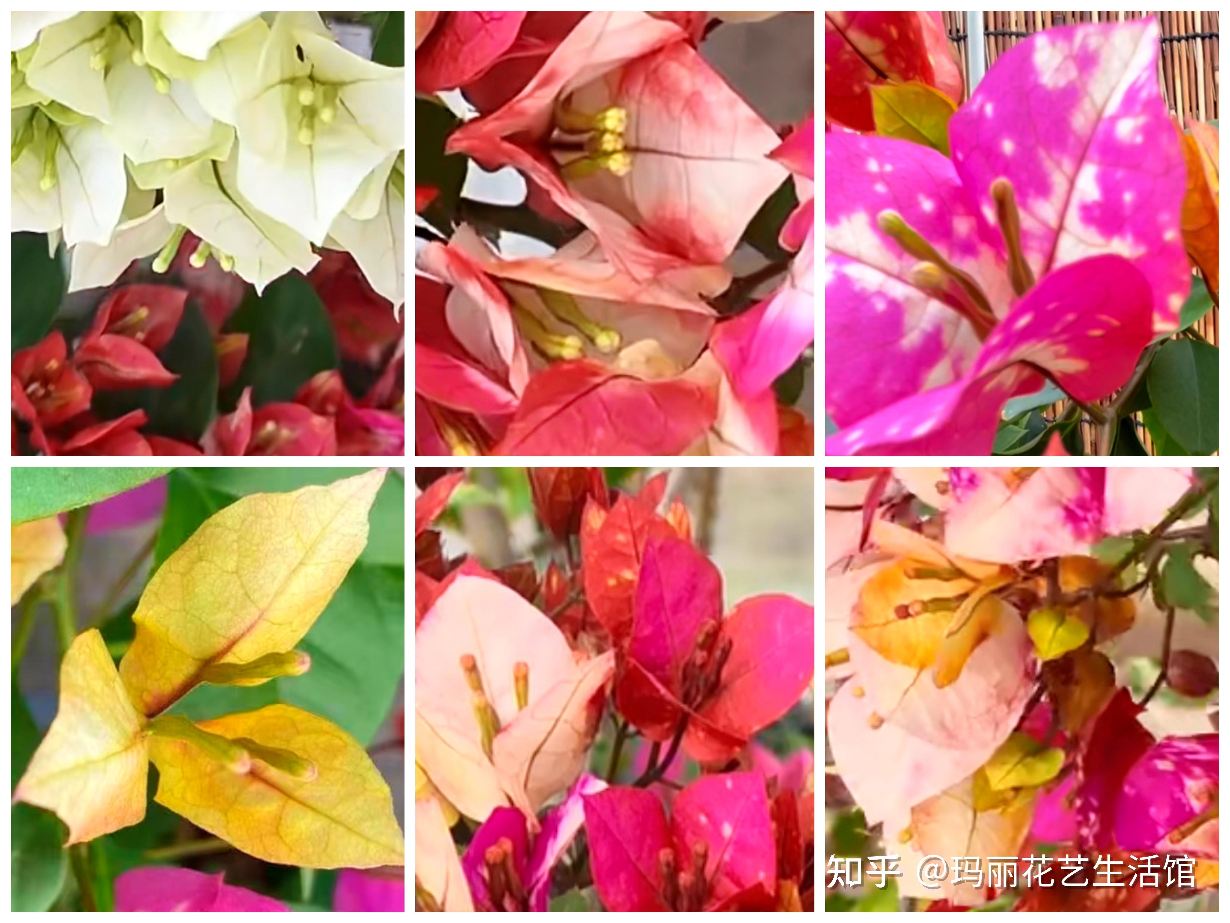 飞鱼三角梅勤花吗?网友:可浓可淡的丰富色彩,美到原谅它的懒 - 知乎