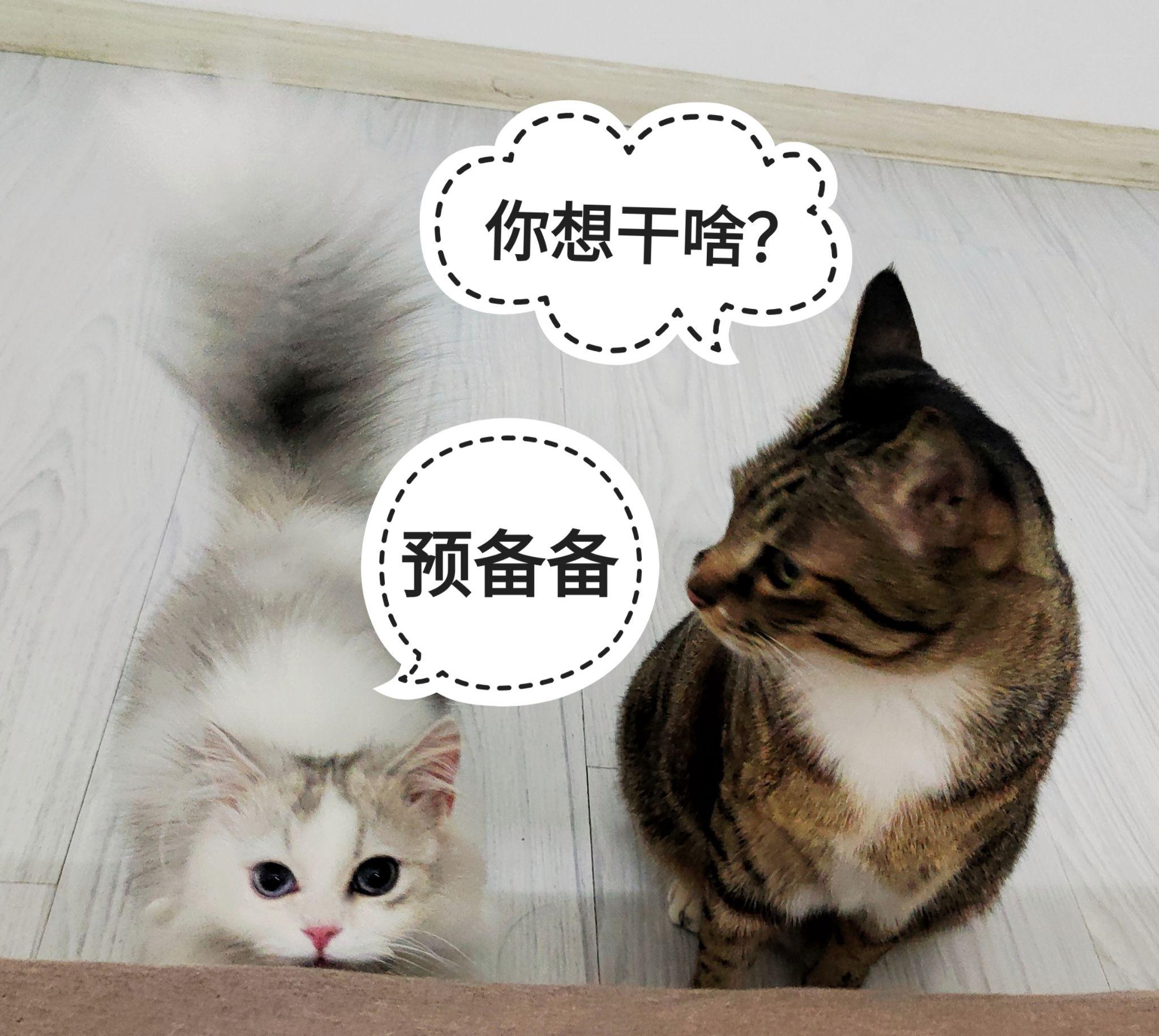 猫咪夜里不睡觉,你们也有同款「夜猫子」吗? - 知乎
