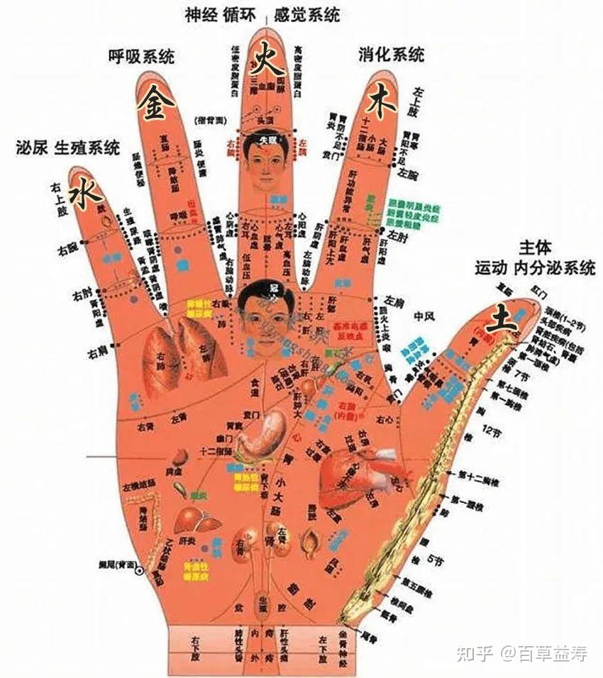 百草益寿:五指对五脏,手指望诊检测五脏健康 - 知乎