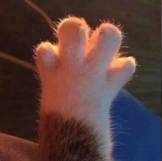 各位有没有头像是猫爪的情头? - 知乎