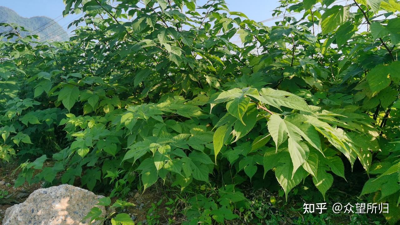构树的果实、枝叶浑身是宝 - 知乎