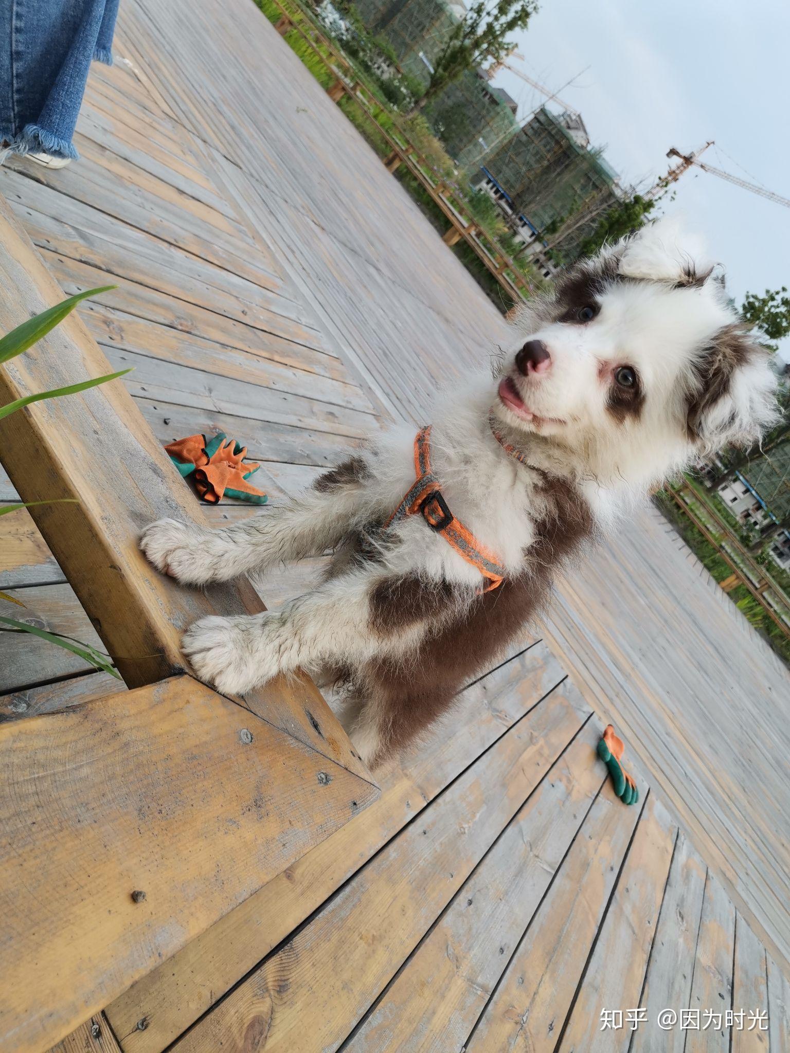 丁香色的边牧是比较稀有的吗? - 知乎