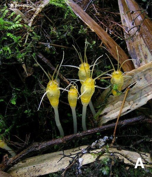 植物大战僵尸吸金磁原型是什么植物? - 知乎