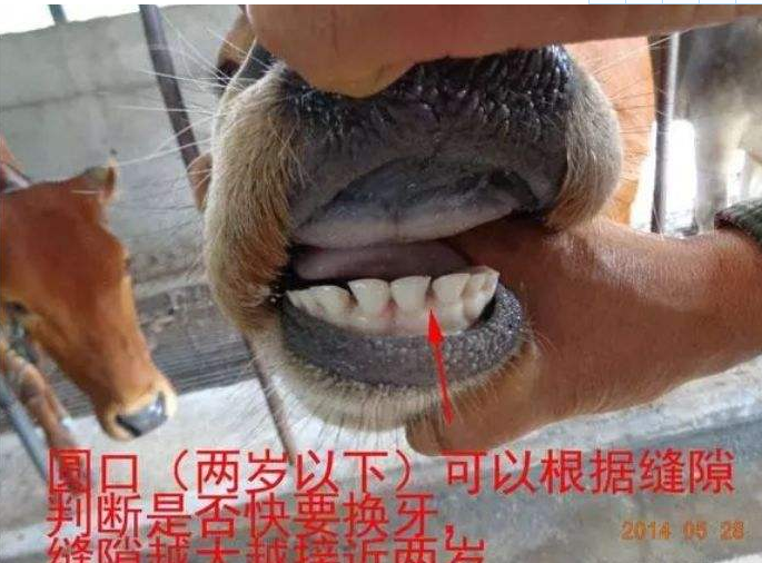 请问牛会不会咬人啊