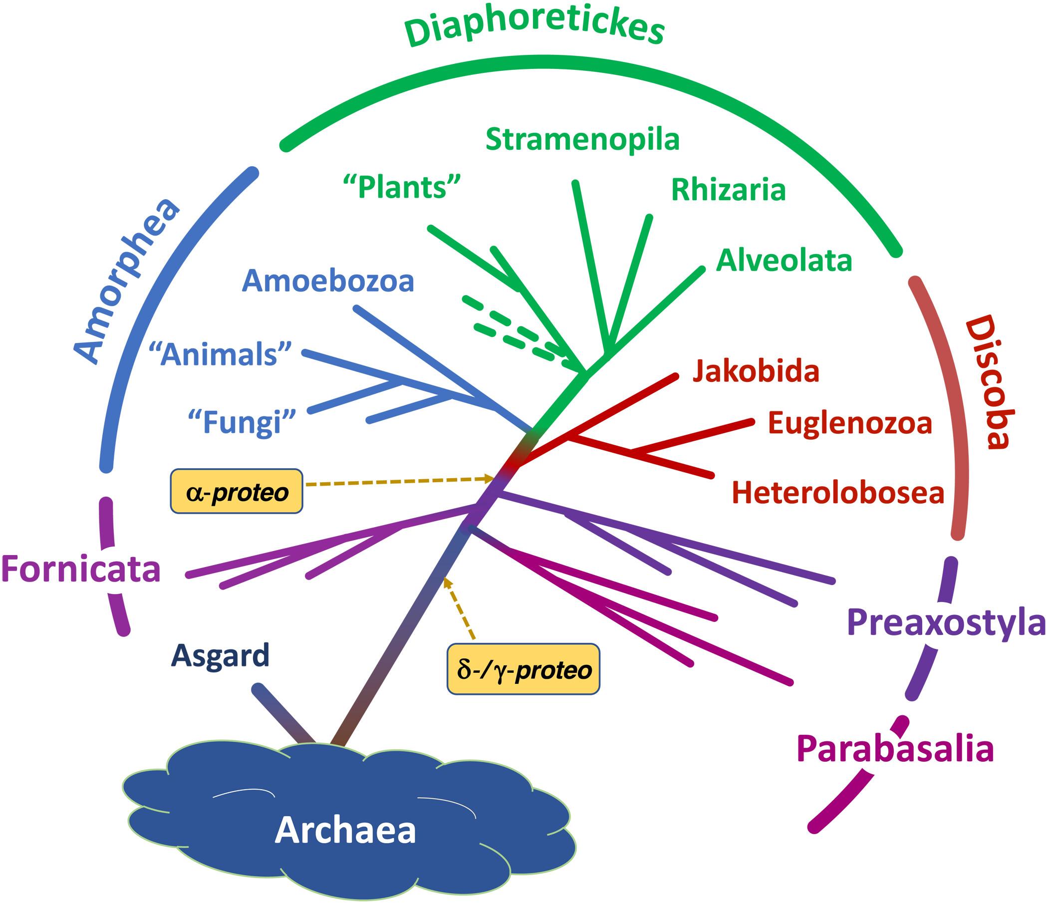 动物和植物的最近共同祖先是全体真核生物的最近共同祖先吗? - 知乎