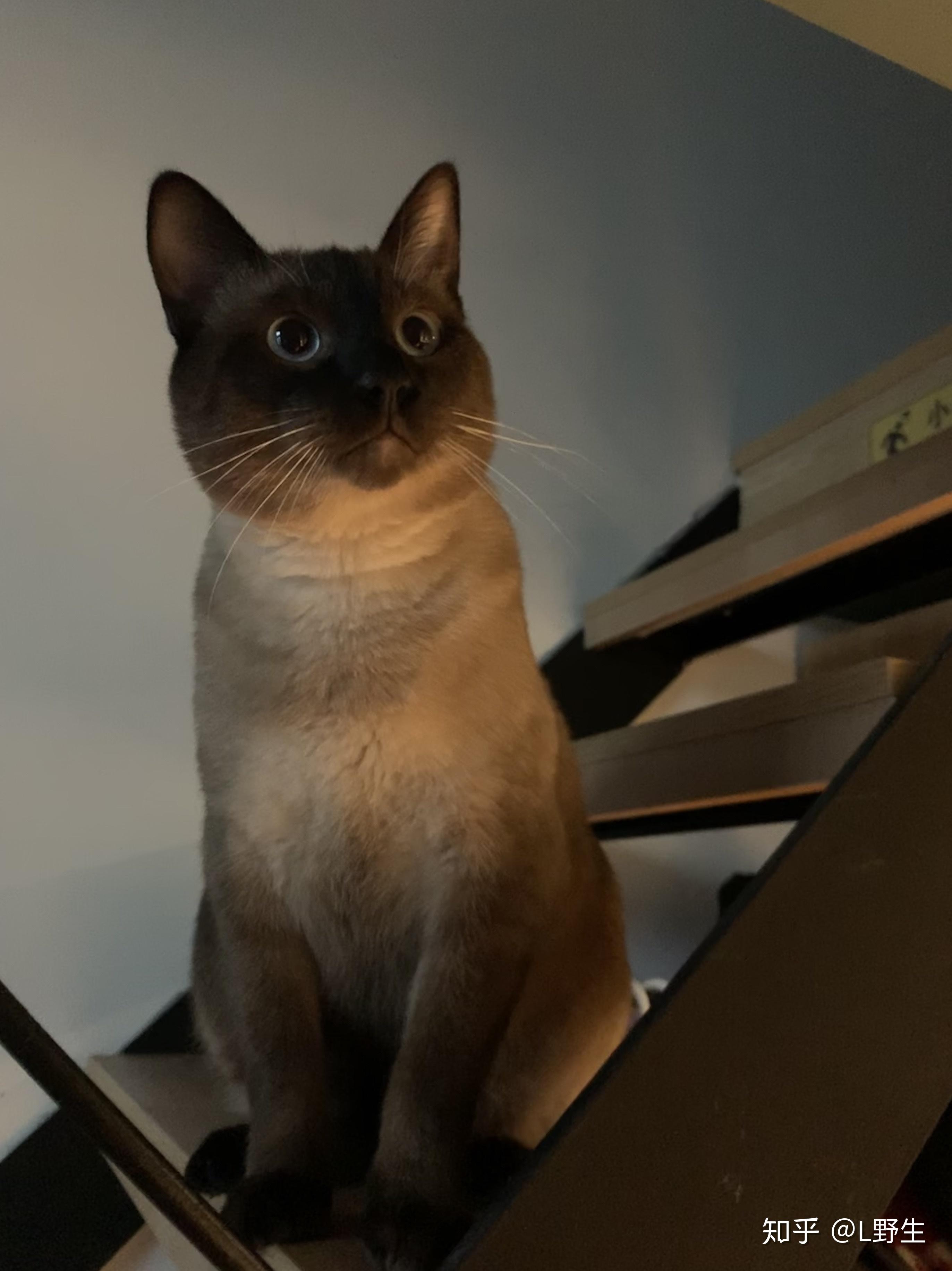 请问有胖暹罗嘛