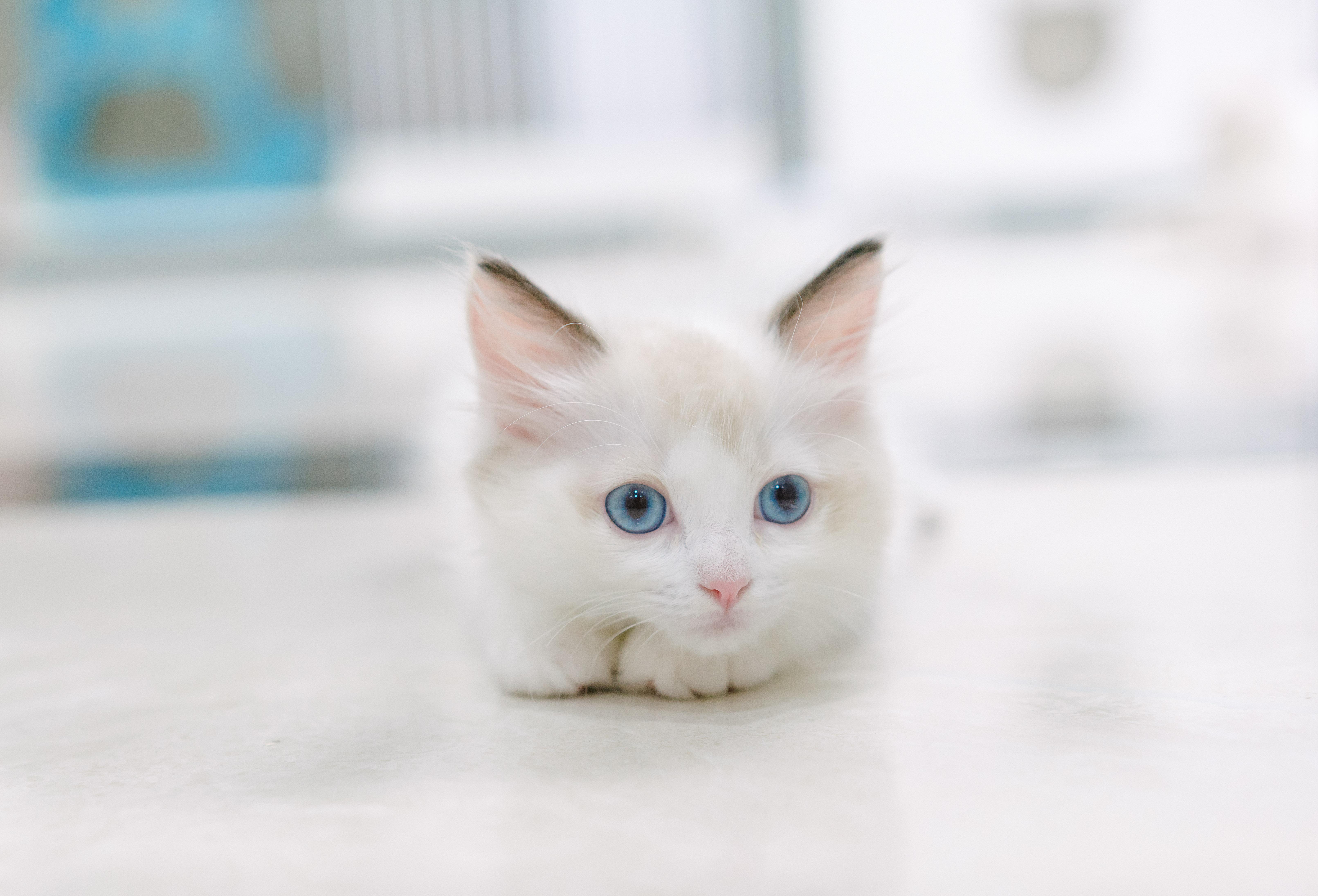 宠物约拍|蓝眼布偶猫奶白私写真