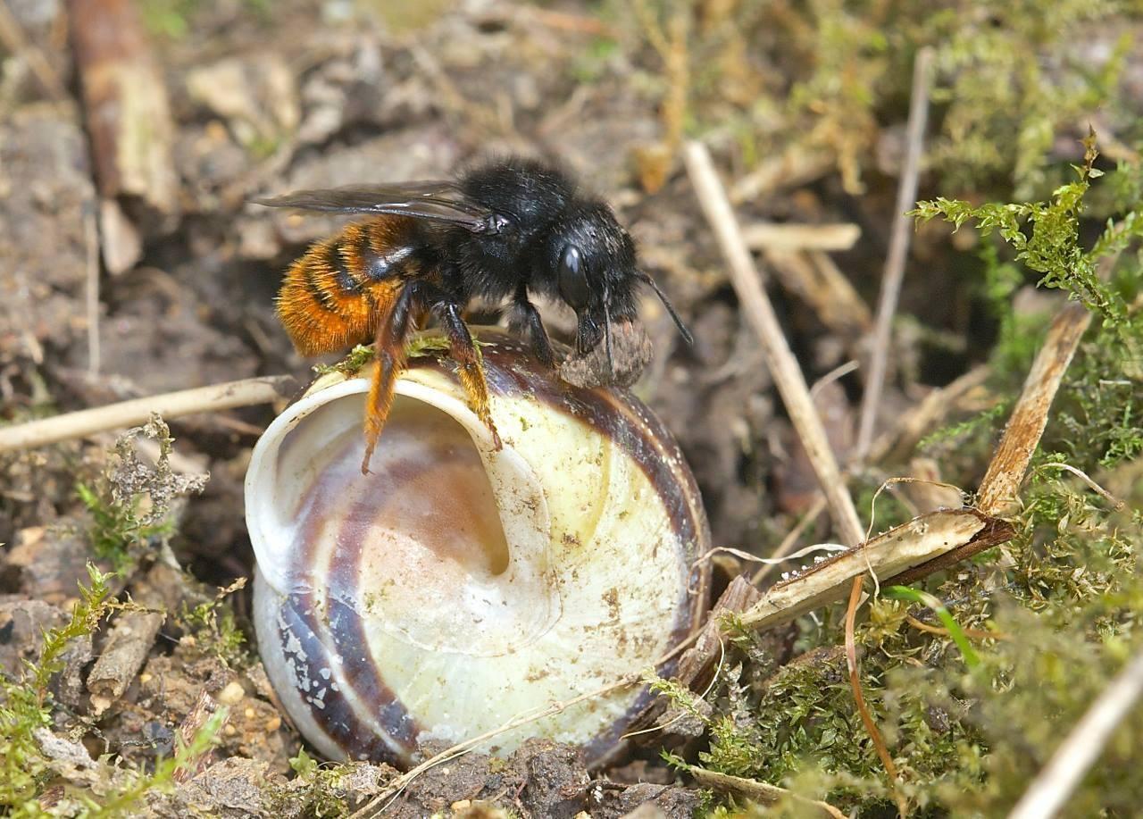 采脂蜂是骗局吗? - 知乎