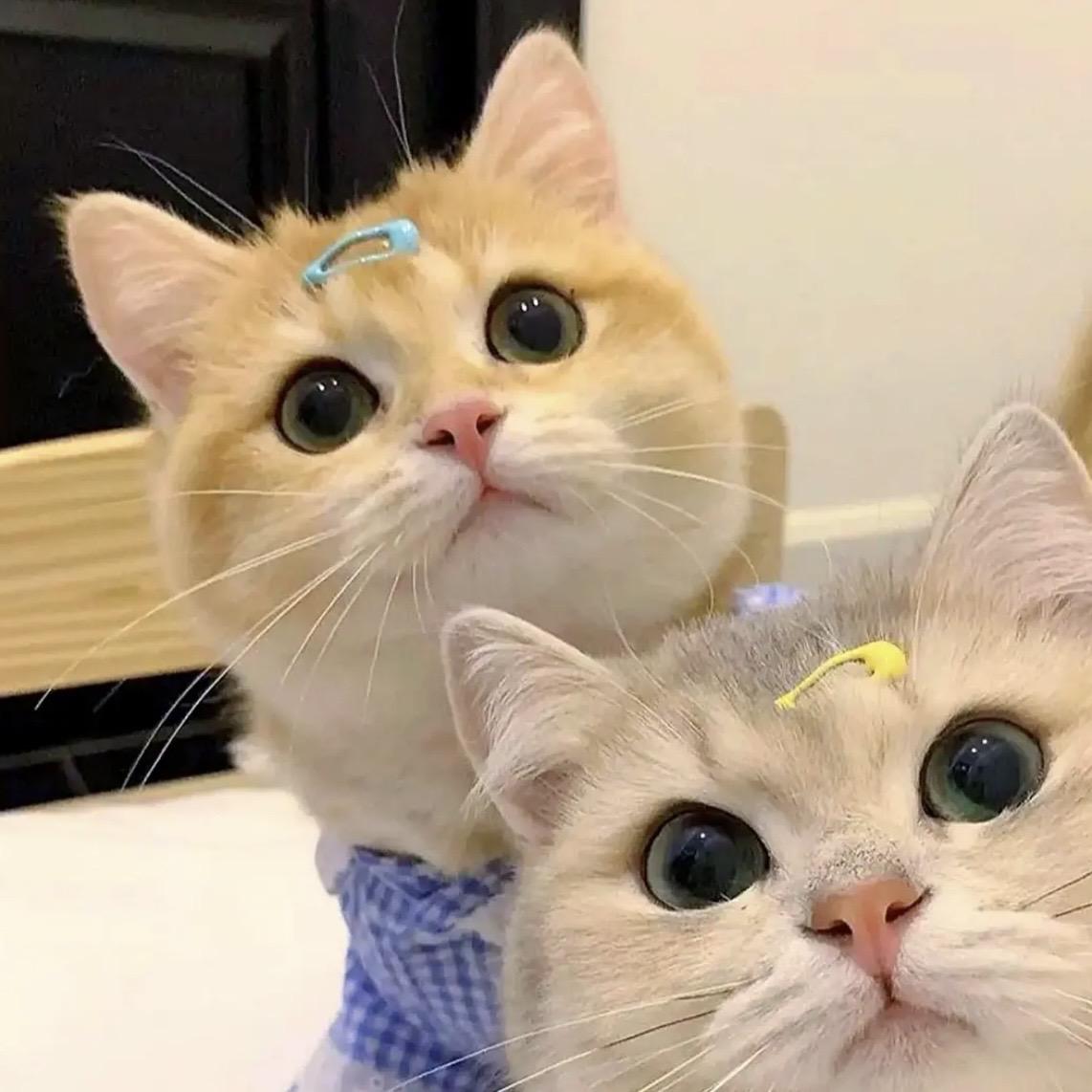 有哪些好看的猫咪情头? - 知乎