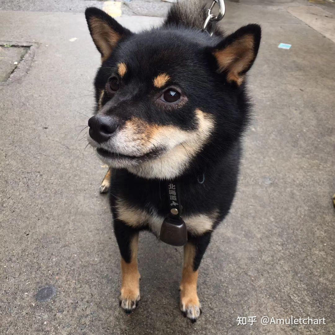 两只赤柴能生出黑柴宝宝吗