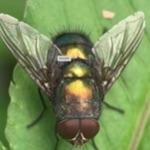 从生物学或心理学角度，人类讨厌苍蝇的原因是什么？