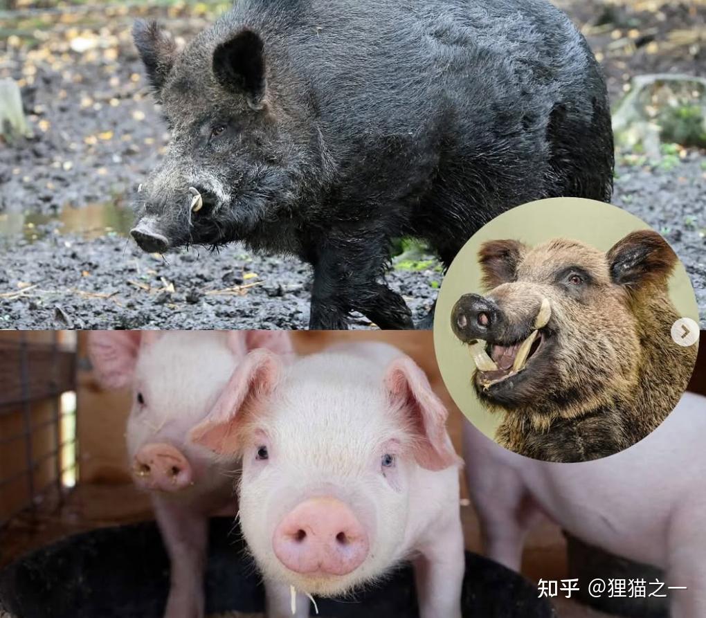 为何家猪在野外一年就会长出獠牙?家猪放生会变成野猪?啥原因? - 知乎