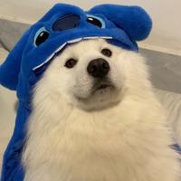 图像生成的评价指标:IS(Inception Score)和FID(Fréchet Inception Distance) - 知乎