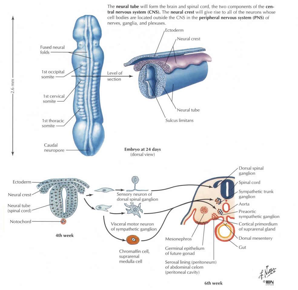 假如人体是一个宿主,哪个器官最像寄生者? 知乎