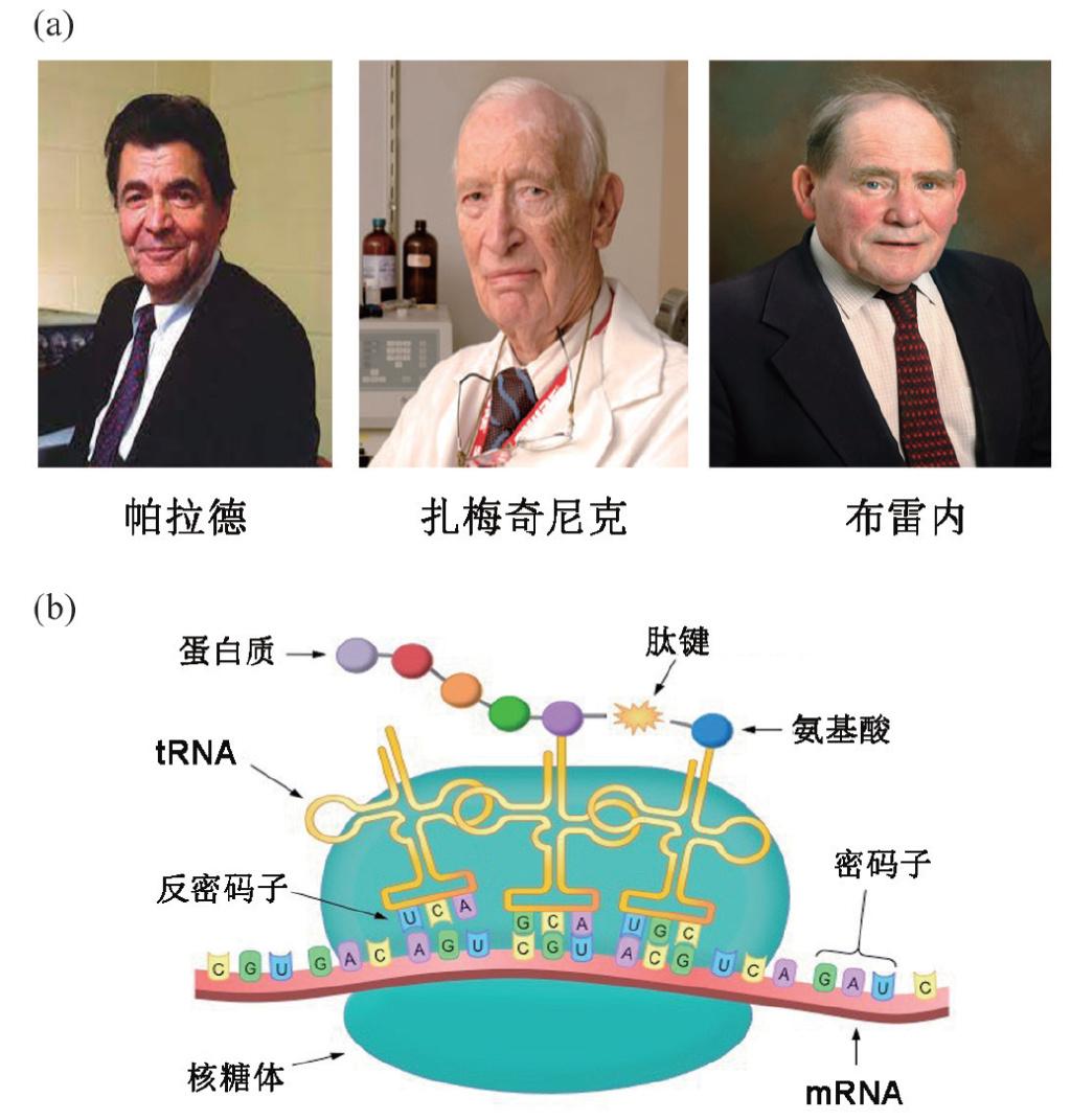 为什么DNA的发现史整个过程如此清晰,而对三种RNA的发现过程却很少提及? - 知乎