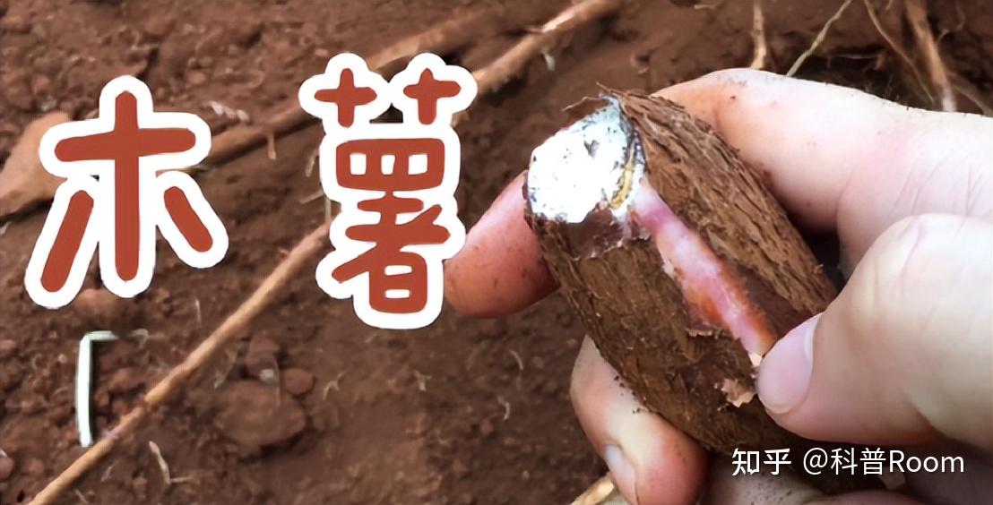 木薯居然有毒?红薯和木薯什么区别? - 知乎