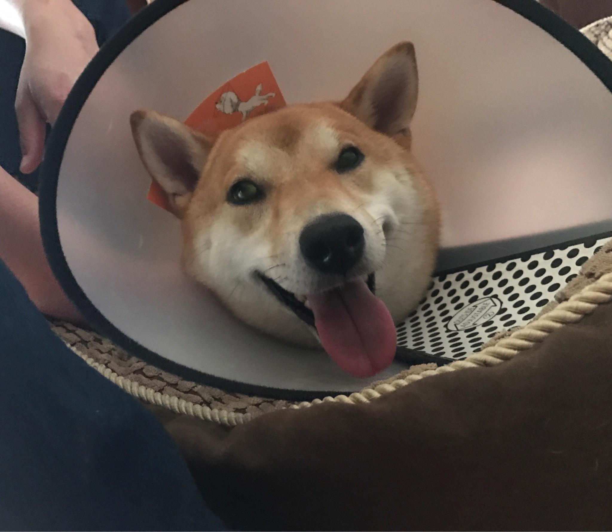 为什么柴犬会笑呢? 知乎 为什么柴犬会笑呢? 知乎