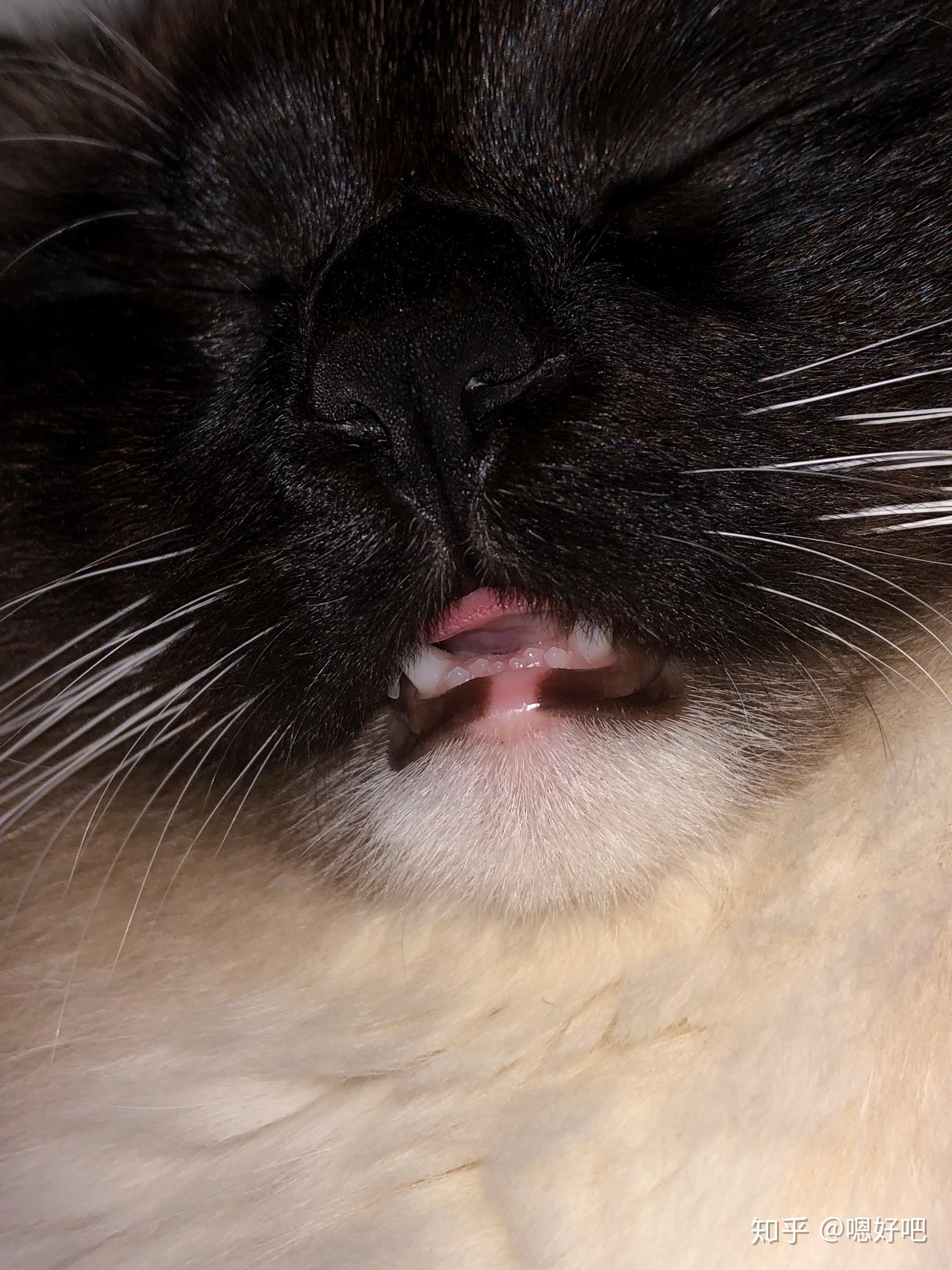 重点色布偶最黑能多黑