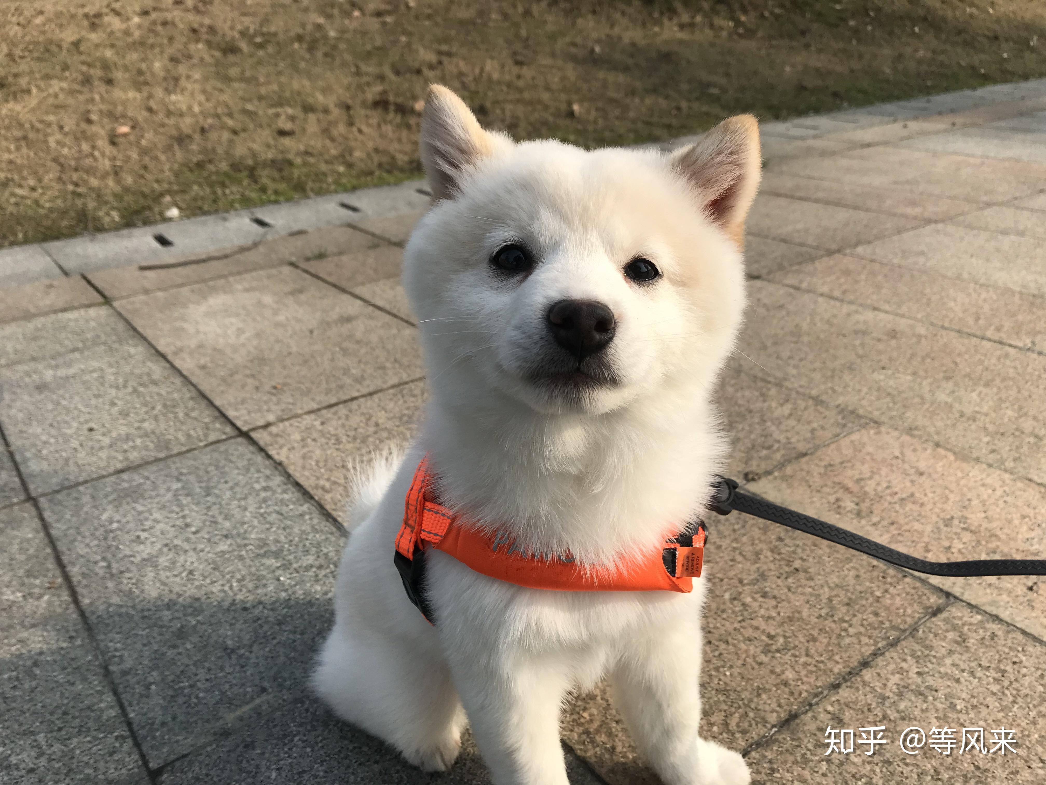 如何购如何购买到一只健康的白柴价格不会很高