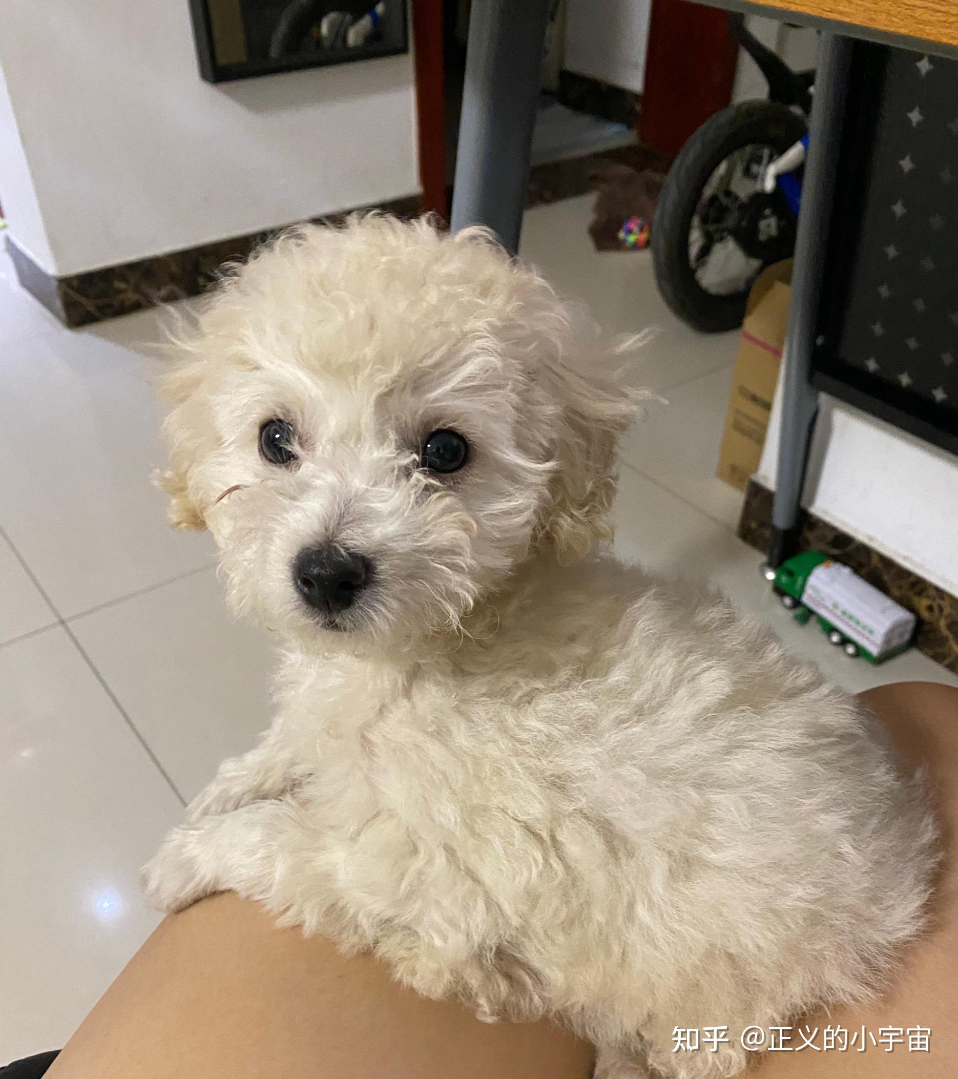 白色比熊跟棕色泰迪会串出什么样的狗? - 知乎